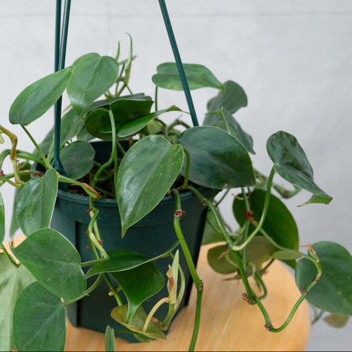 フィロデンドロン・オキシカルジウム / Philodendron oxycardium – LIFFT