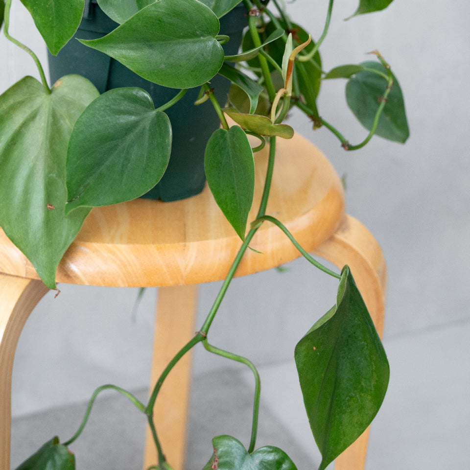 フィロデンドロン・オキシカルジウム / Philodendron oxycardium – LIFFT