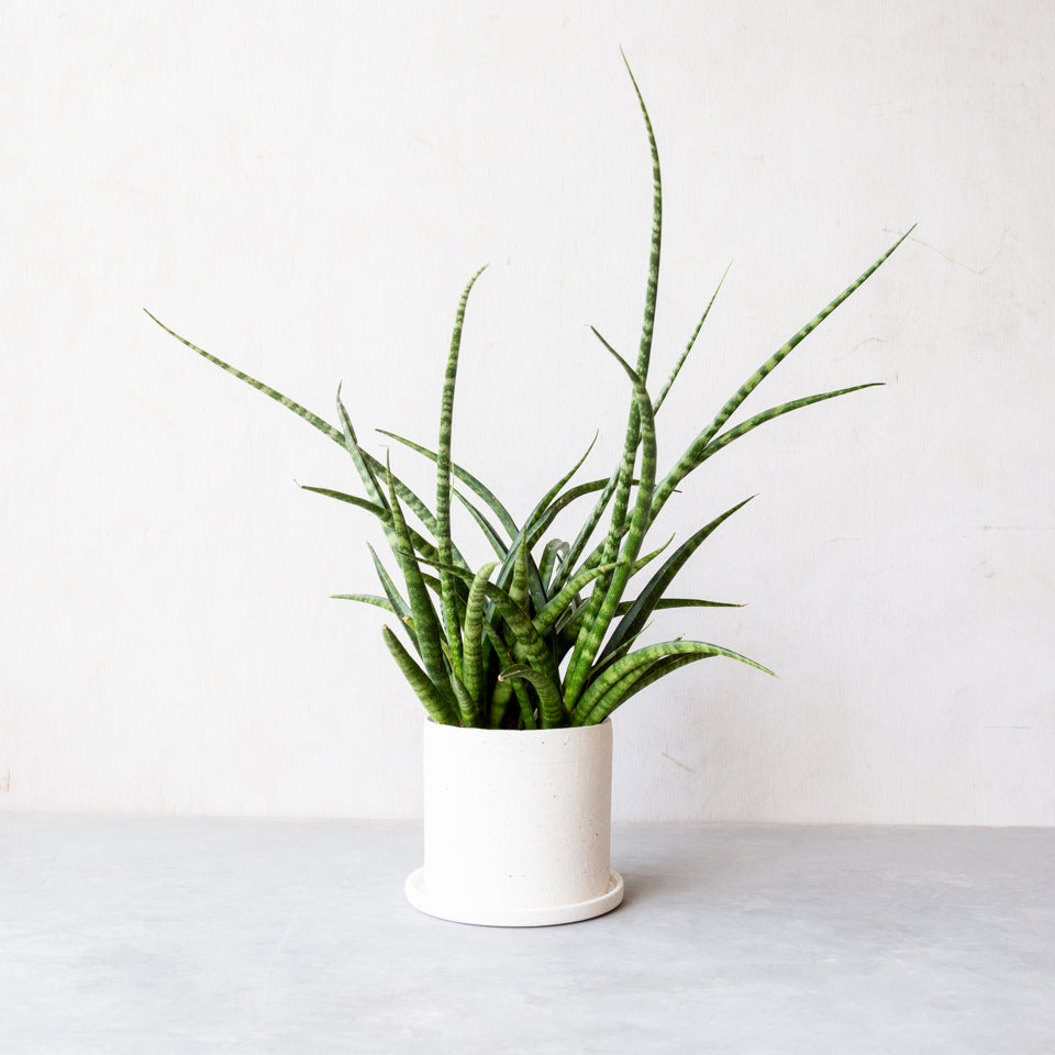 日陰・寒さに強い観葉植物