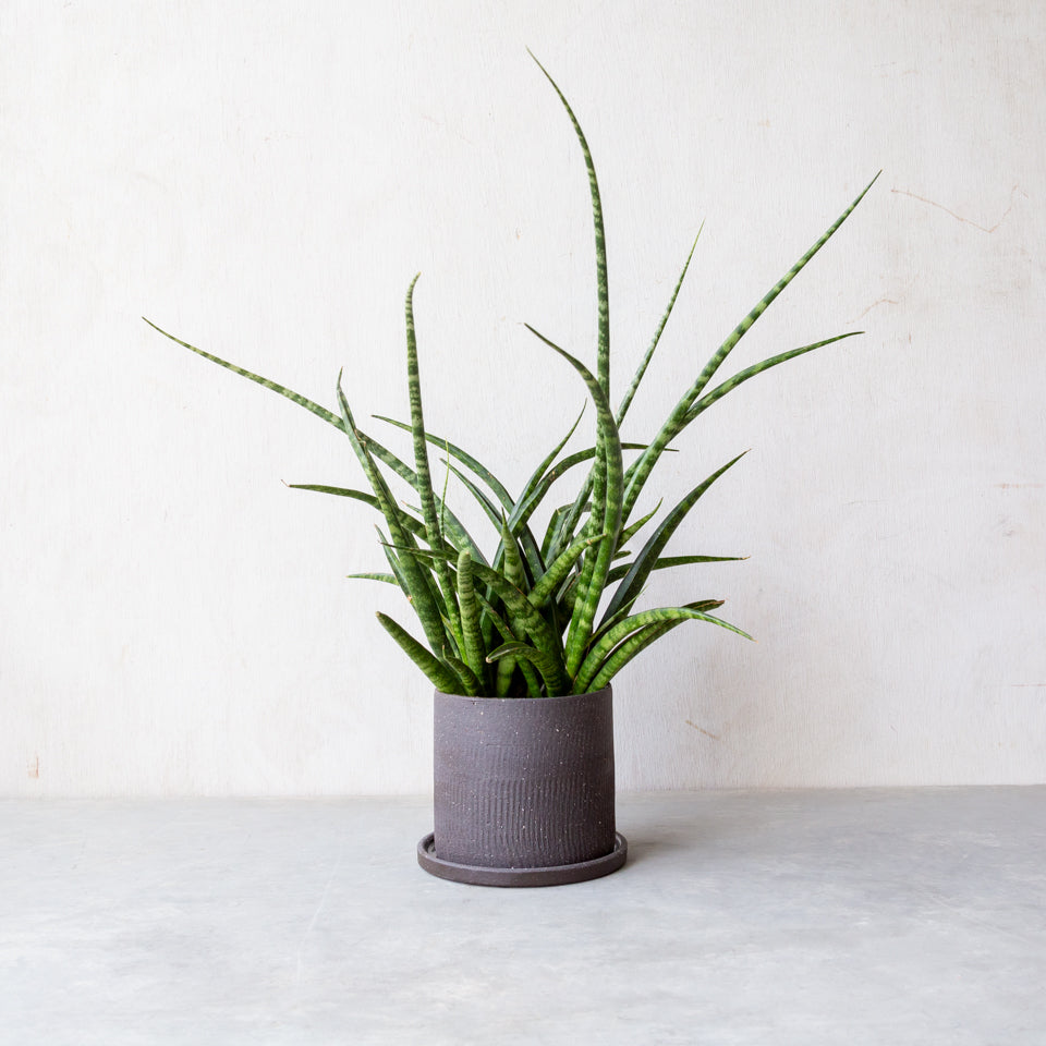 サンスベリア・ファーンウッド / Sansevieria Fernwood