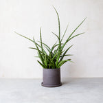 サンスベリア・ファーンウッド / Sansevieria Fernwood