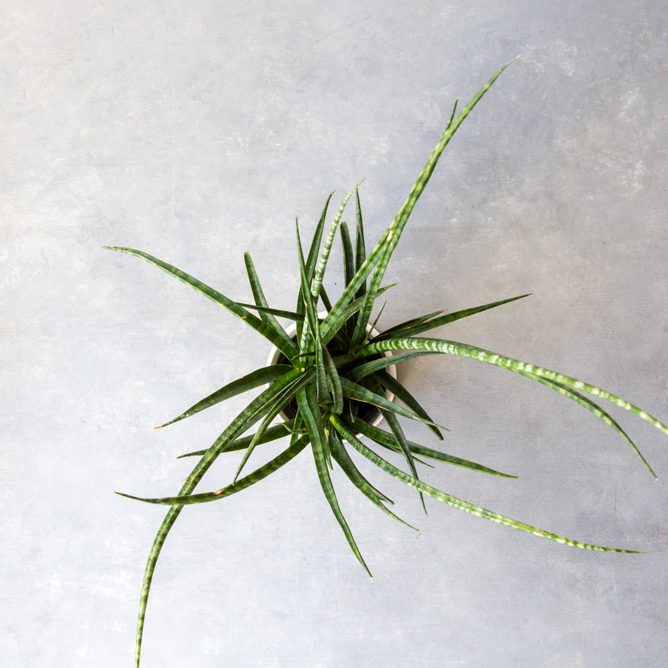 サンスベリア・ファーンウッド / Sansevieria Fernwood