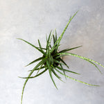 サンスベリア・ファーンウッド / Sansevieria Fernwood