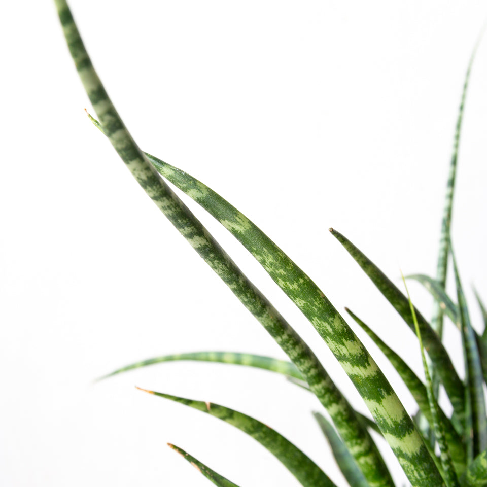 サンスベリア・ファーンウッド / Sansevieria Fernwood