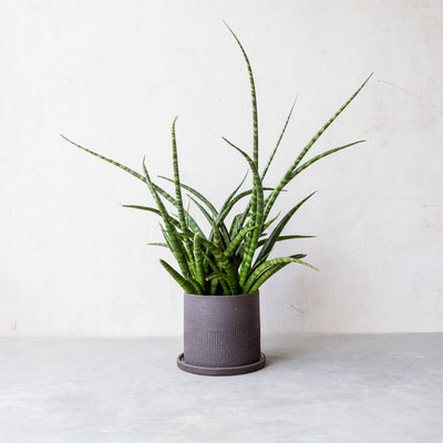 サンスベリア・ファーンウッド / Sansevieria Fernwood