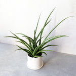 サンスベリア・ファーンウッド / Sansevieria Fernwood