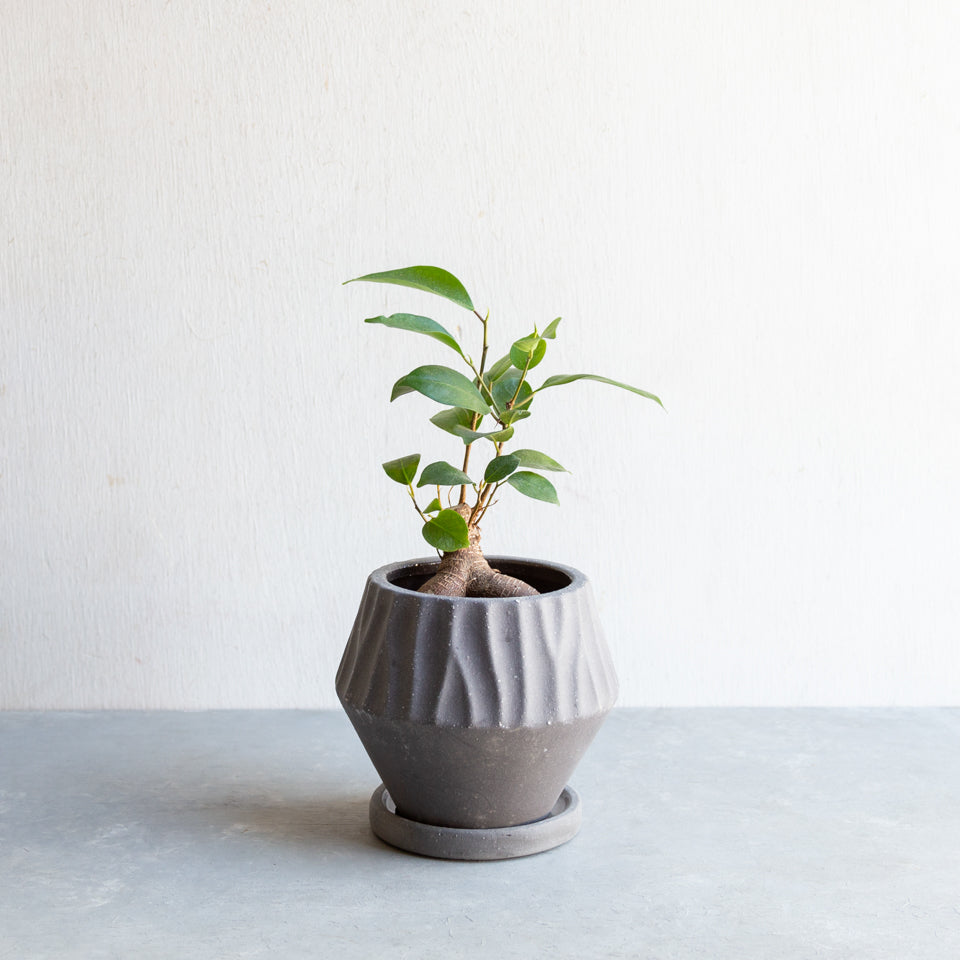 現品】ガジュマル S字曲がり 7号 白鉢（2）Ficus microcarpa (F