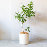 フィカス・ベンガレンシス / Ficus ”Benghalensis”