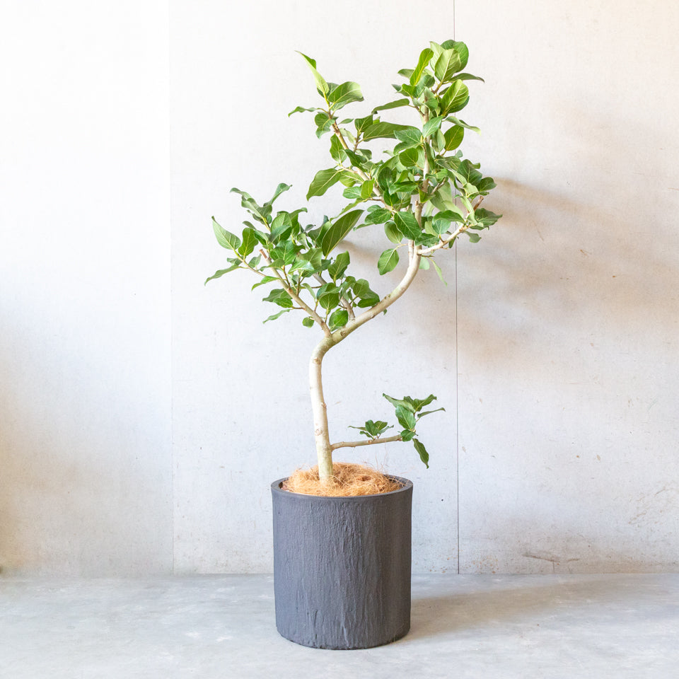 フィカス・ベンガレンシス / Ficus ”Benghalensis”