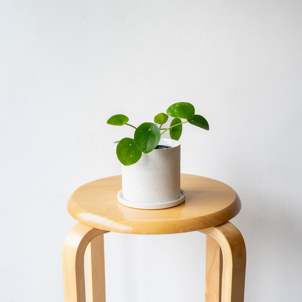 ピレア・ペペロミオイデス / Pilea peperomioides