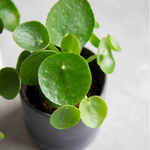 ピレア・ペペロミオイデス / Pilea peperomioides