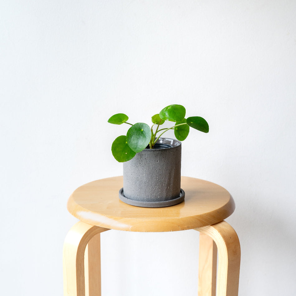 ピレア・ペペロミオイデス / Pilea peperomioides