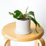 ビカクシダ S / Platycerium bifurcatum 'Netherlands'