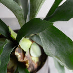 ビカクシダ S / Platycerium bifurcatum 'Netherlands'