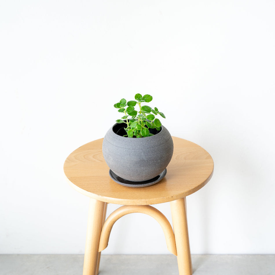 アロマティカス（プレクトランサス アンボイニクス） / Plectranthus