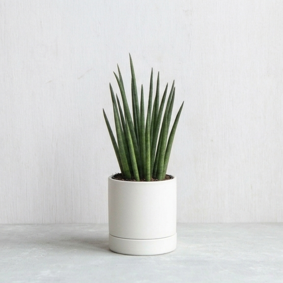 サンスベリア・バキュラリス / Sansevieria bacularis – LIFFT