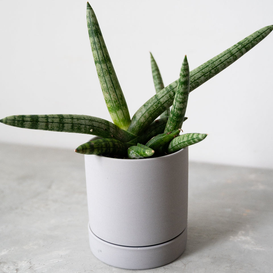 サンスベリア・ボンセレンシス / Sansevieria boncellensis – LIFFT