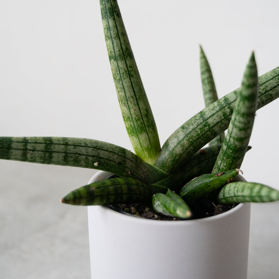 サンスベリア・ボンセレンシス / Sansevieria boncellensis – LIFFT