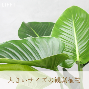 大きいサイズの観葉植物