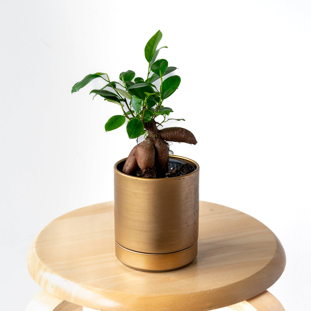 ガジュマルS / Ficus malacocarpa