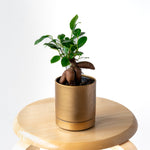 ガジュマルS / Ficus malacocarpa