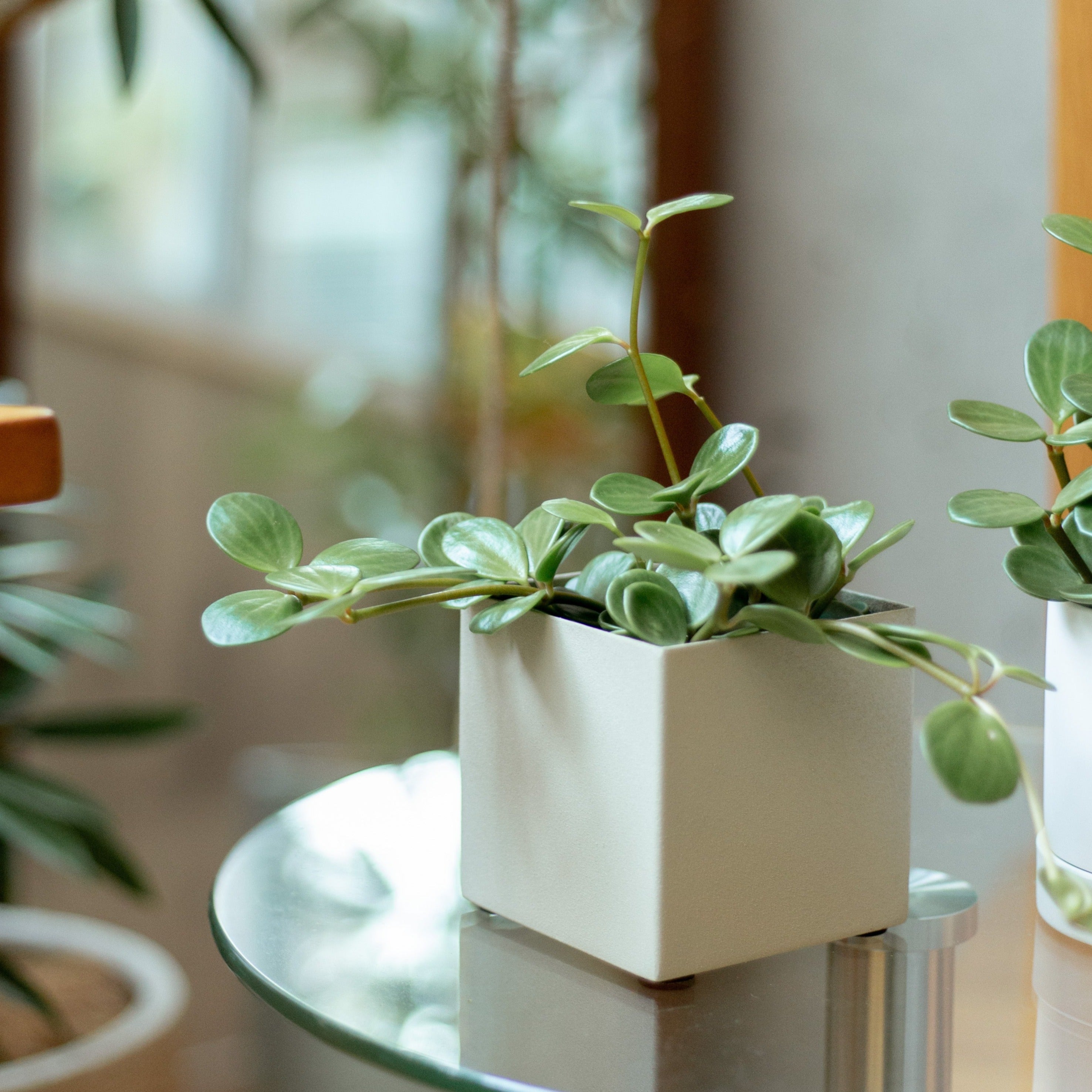 小さいサイズの観葉植物