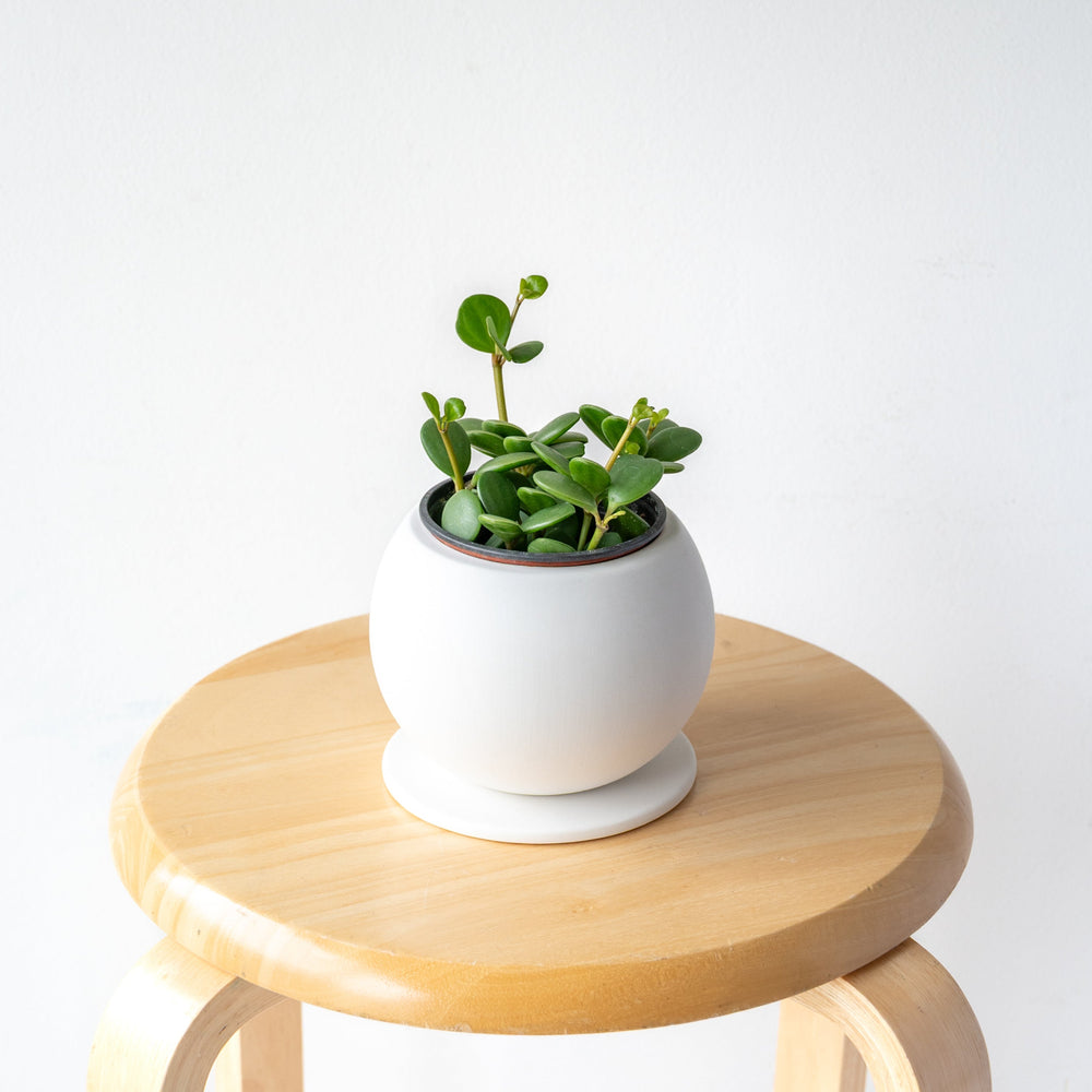 ペペロミア・ホープ / Peperomia obtusifolia 'Hope'