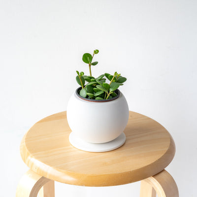 ペペロミア・ホープ / Peperomia obtusifolia 'Hope'