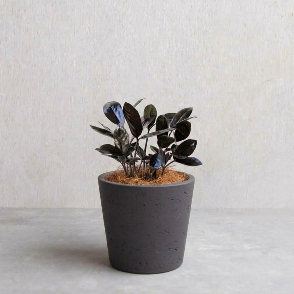 ザミオクルカス・レイヴン / Zamioculcas zamiifolia 