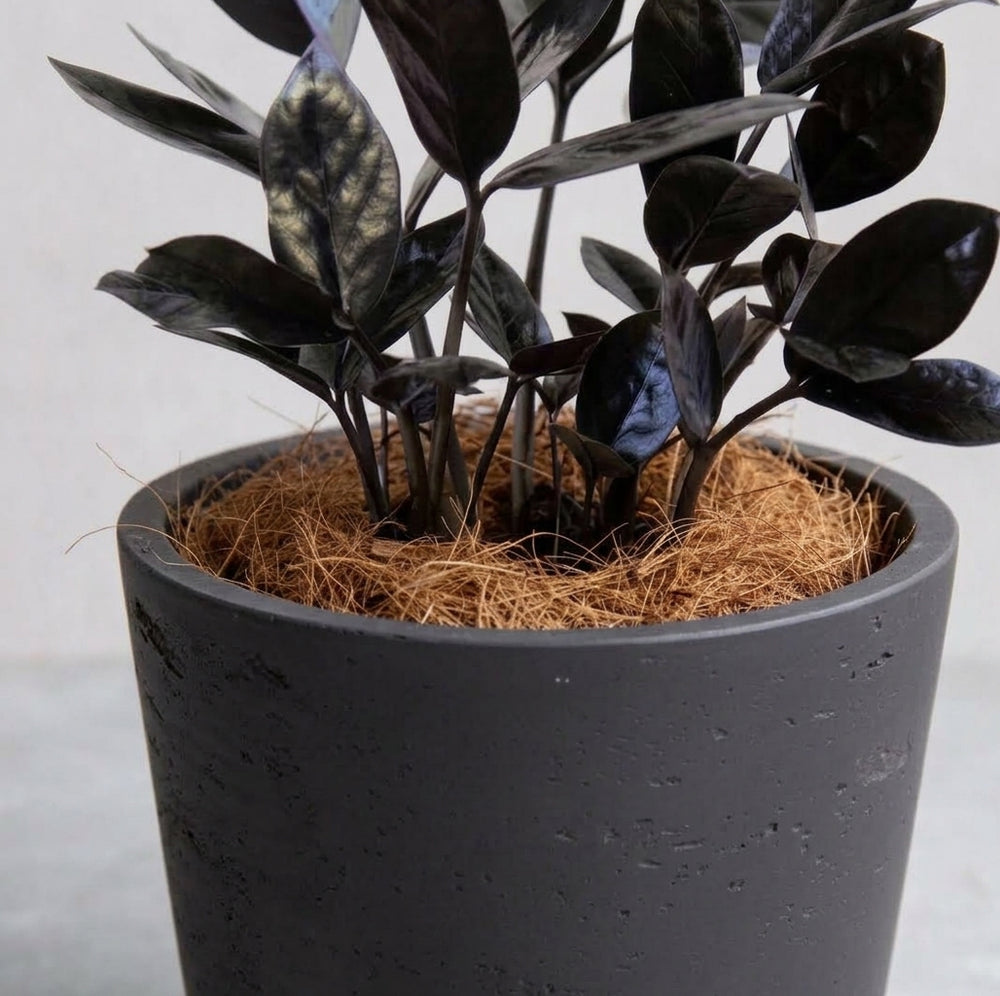 ザミオクルカス・レイヴン / Zamioculcas zamiifolia 