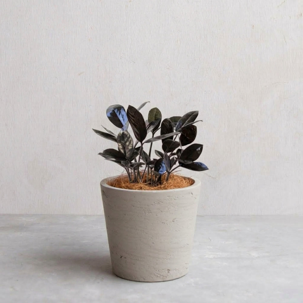 ザミオクルカス・レイヴン / Zamioculcas zamiifolia ザミオクルカス・レイヴン / Zamioculcas zamiifolia