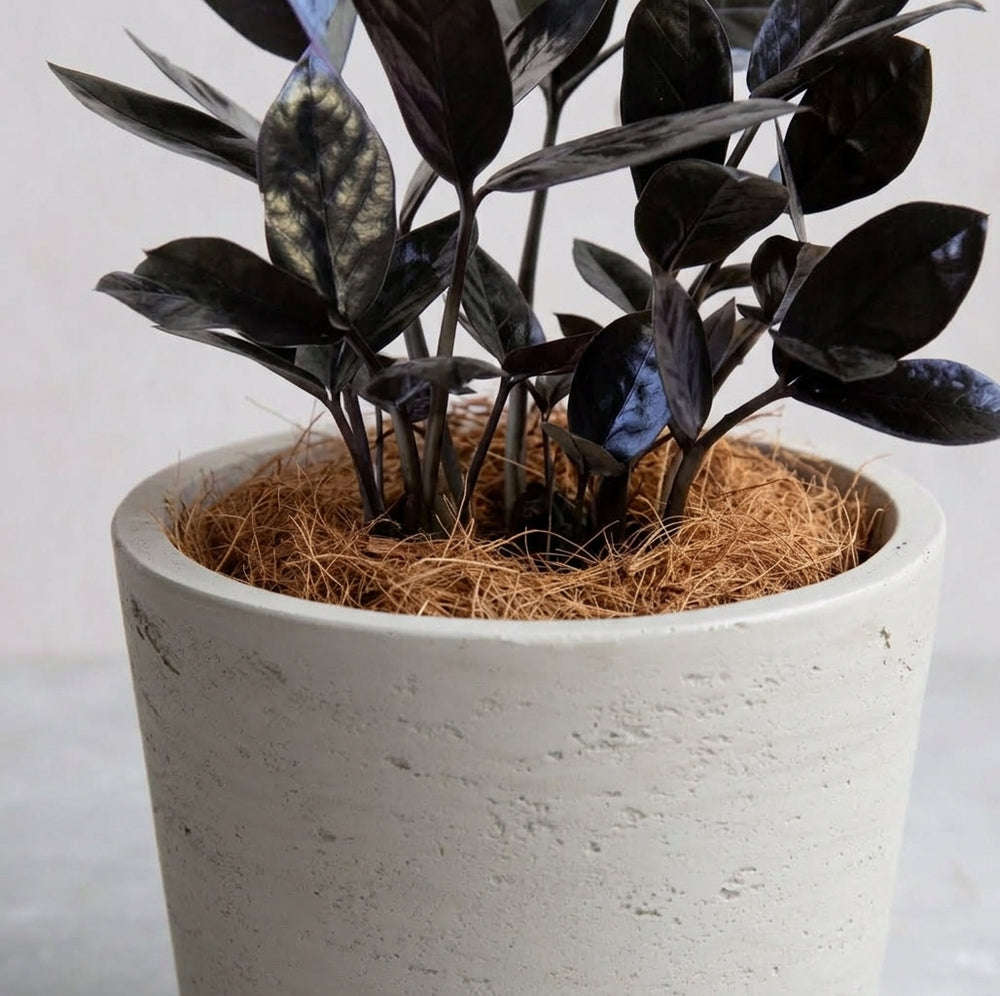 ザミオクルカス・レイヴン / Zamioculcas zamiifolia 