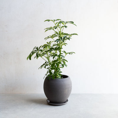 シェフレラ・コンパクタ / Schefflera arboricola 'Compacta'