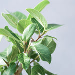 フィカス・ベンガレンシス 7号/ Ficus Benghalensis - LIFFT