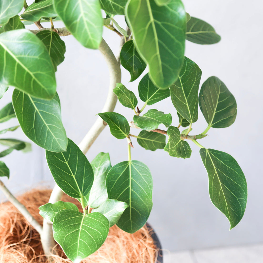 フィカス・ベンガレンシス 7号/ Ficus Benghalensis - LIFFT
