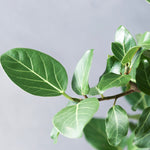 フィカス・ベンガレンシス 7号/ Ficus Benghalensis - LIFFT