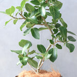 フィカス・ベンガレンシス 7号/ Ficus Benghalensis - LIFFT