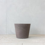 フィカス・ベンジャミン・バロック M / Ficus Benjamina Barok