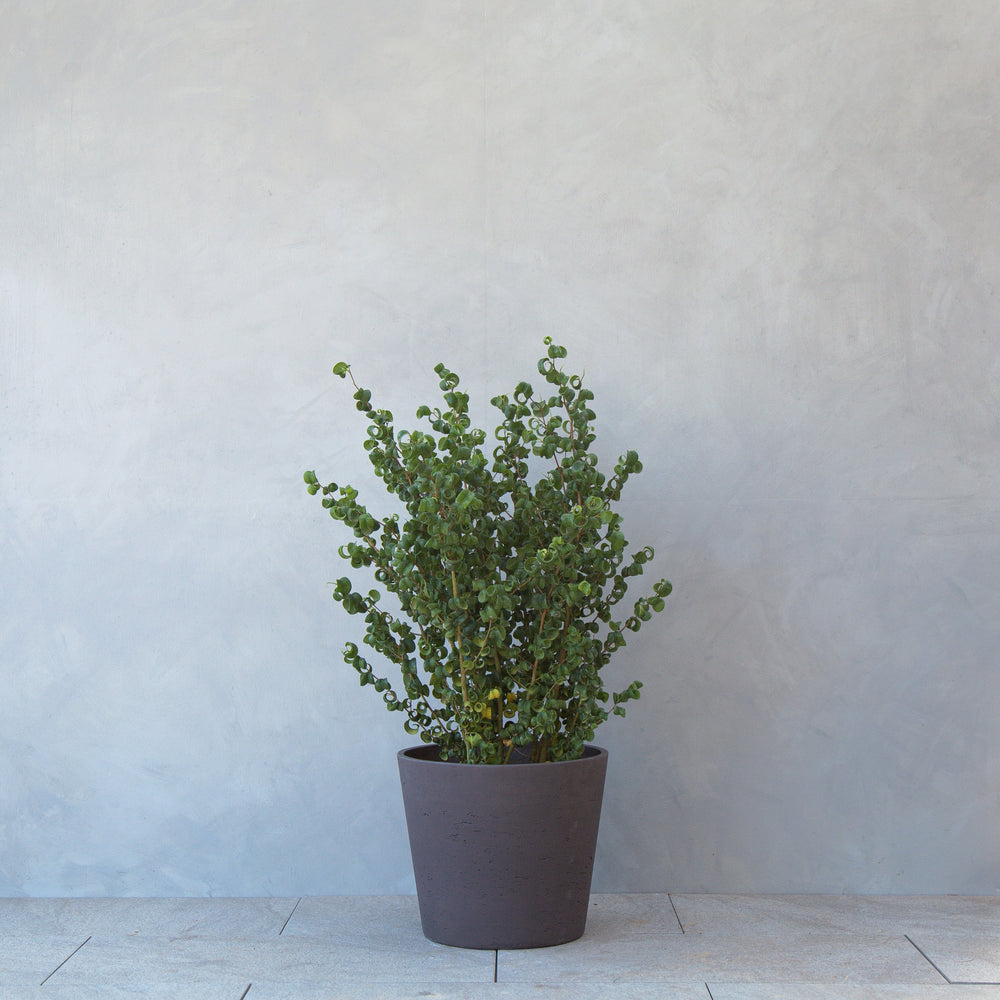フィカス・ベンジャミン・バロック M / Ficus Benjamina Barok