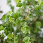 フィカス・ベンジャミン・バロック M / Ficus Benjamina Barok