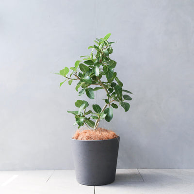 フィカス・ベンガレンシス / Ficus Benghalensis