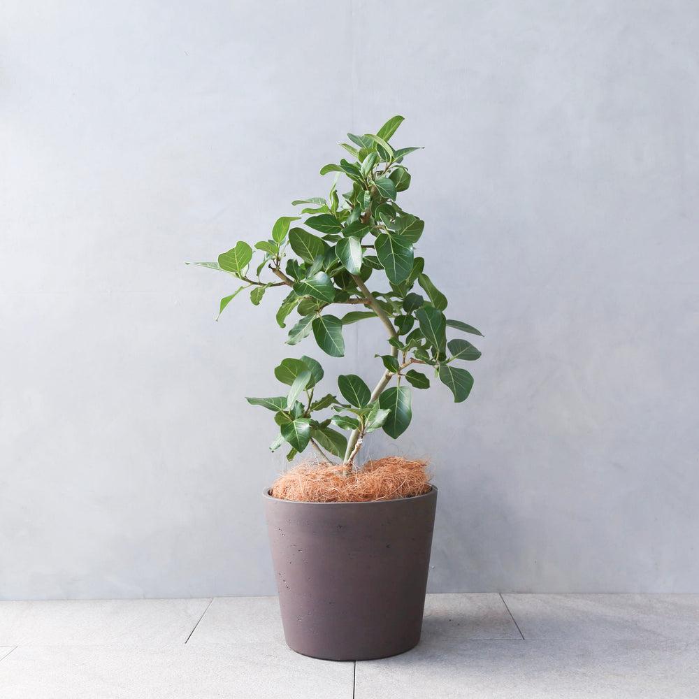 フィカス・ベンガレンシス / Ficus Benghalensis