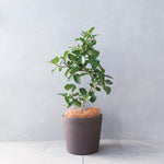 フィカス・ベンガレンシス / Ficus Benghalensis