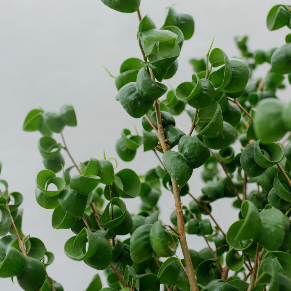 フィカス・ベンジャミン・バロック M / Ficus Benjamina Barok