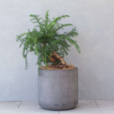 アローカリア / Araucaria heterophylla