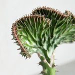 ユーフォルビア・マハラジャ / Euphorbia lactea - LIFFT