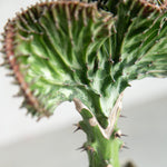 ユーフォルビア・マハラジャ / Euphorbia lactea - LIFFT