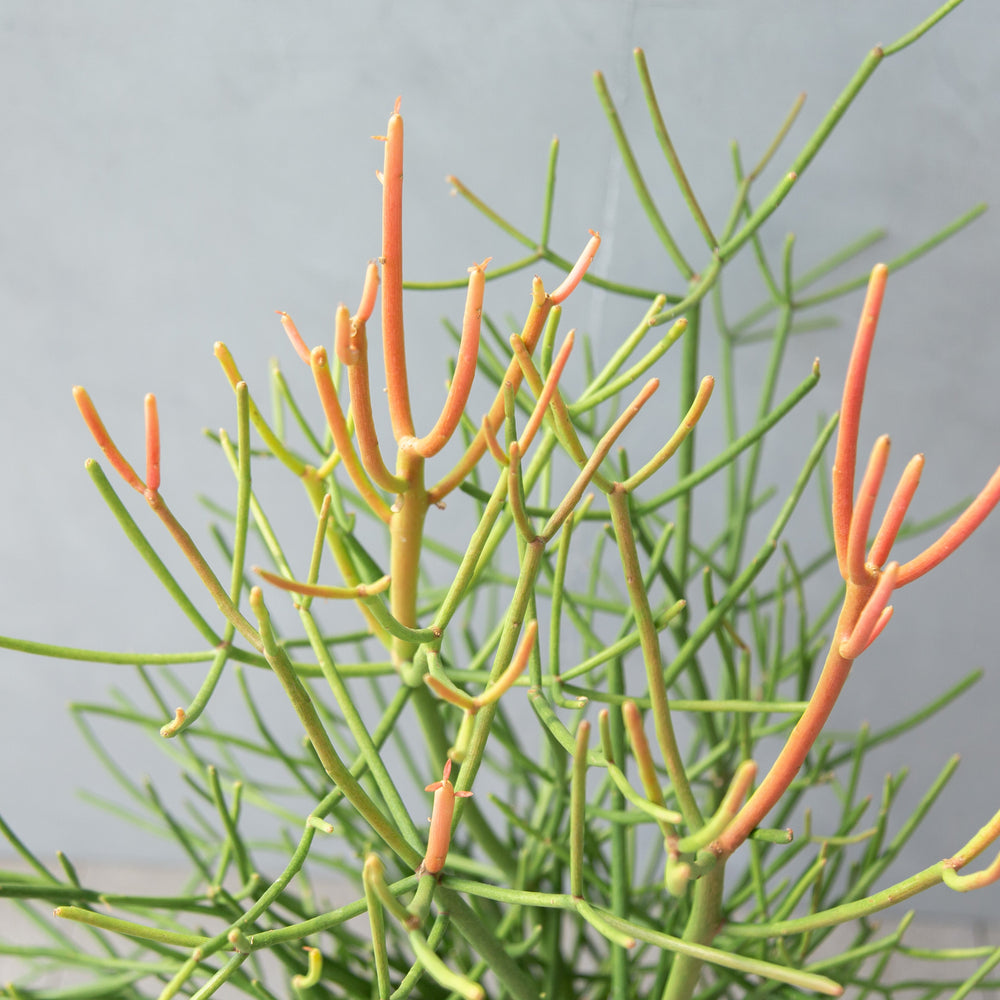 ミルクブッシュ / Euphorbia tirucalli - LIFFT