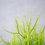 ミルクブッシュ / Euphorbia Tirucalli - LIFFT