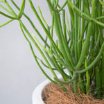 ミルクブッシュ / Euphorbia Tirucalli - LIFFT
